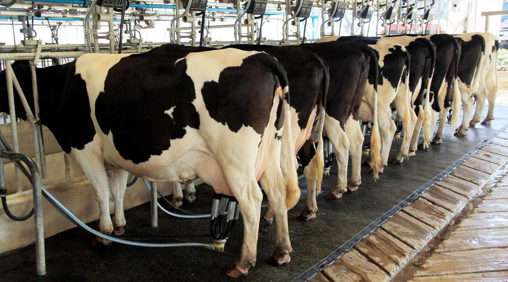 Going Vegan - 9 Reasons Why Cutting Out Meat and Dairy Can Help The Environment